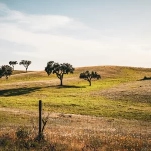 Exploring the Wines of Alentejo, Portugal