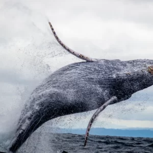 Whale Watching in the Azores: A Marine Conservation Paradise